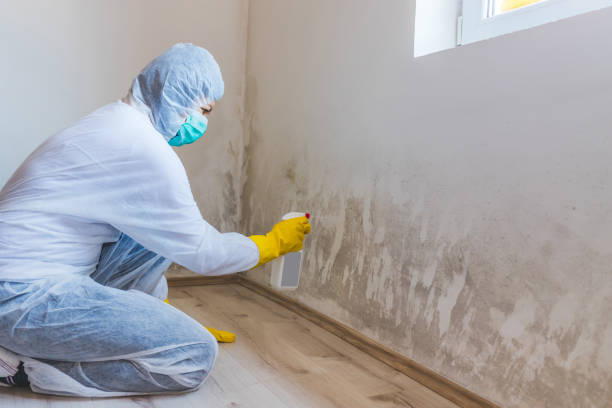 Licensed Black Mold Removal service in Riverdale, IL - WQB Mold Removal