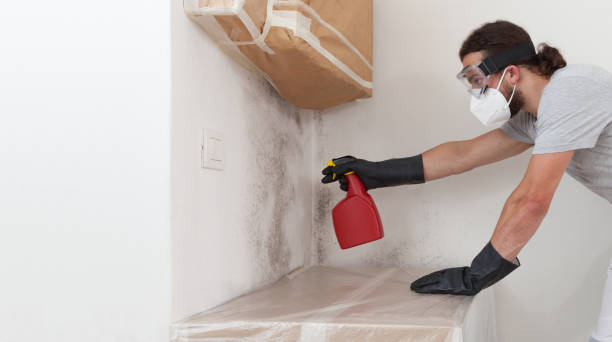 Professional Black Mold Removal technician working in Riverdale, IL