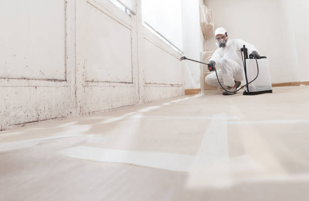 Trusted Black Mold Removal service in Riverdale, IL - WQB Mold Removal