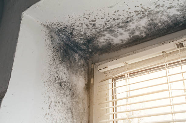 Affordable Black Mold Removal solutions in Riverdale, IL